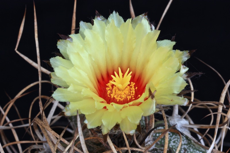 Astrophytum capricorne v. crassispinum 