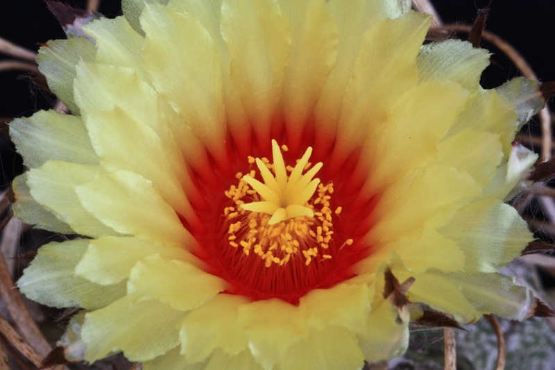 Astrophytum capricorne v. crassispinum 