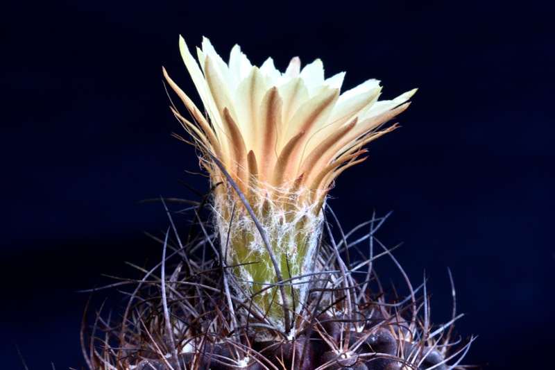 Neoporteria hibrid huasensis x paucicostata 