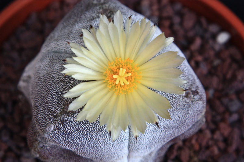 Astrophytum myriostigma f. tricostatum 