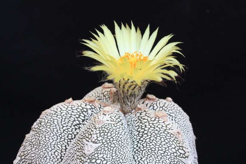 Astrophytum myriostigma cv. onzuka 