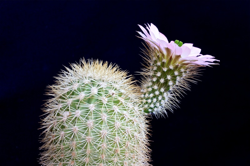 Echinocereus websterianus 