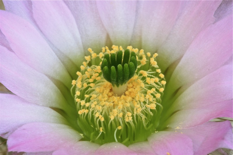 Echinocereus websterianus 