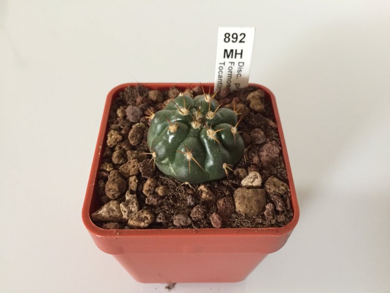 Discocactus prominentigibbus MH892