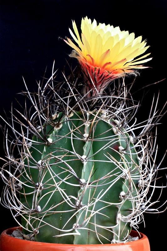 Astrophytum capricorne v. senile 