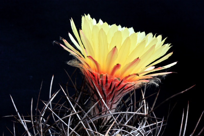 Astrophytum capricorne v. senile 