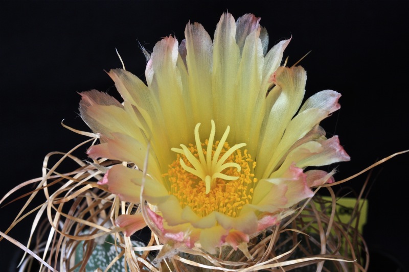 Astrophytum capricorne v. minor cv. crassispinoides 