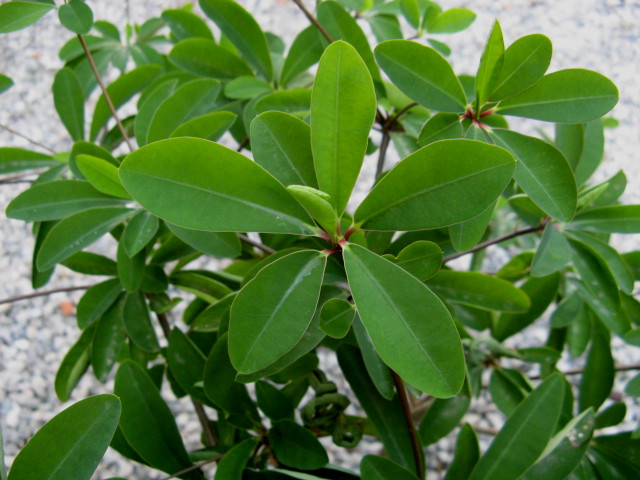 Euphorbia umbraculiformis 