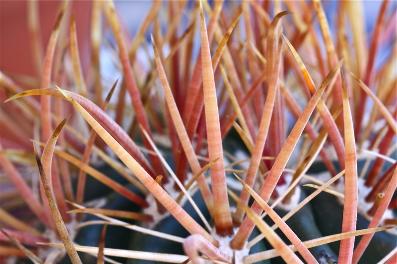 Ferocactus acanthodes x chrysacanthus 