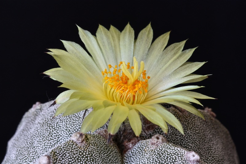 Astrophytum myriostigma v. quadricostatum 