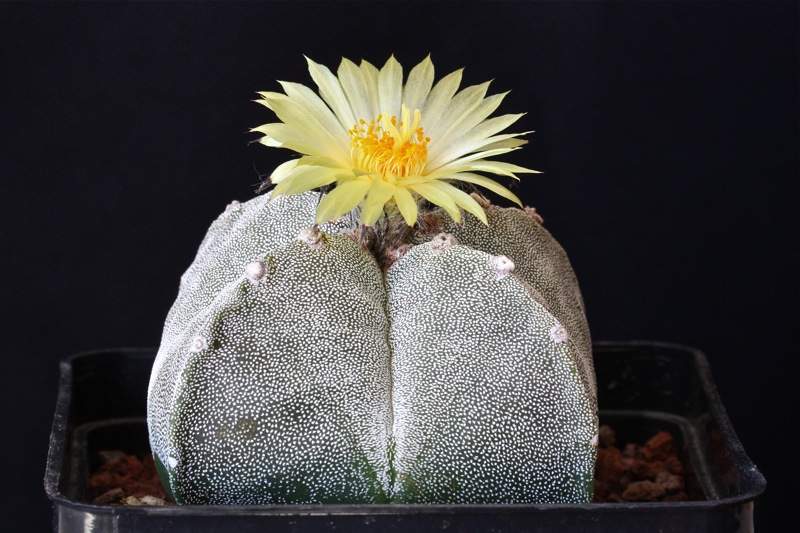 Astrophytum myriostigma v. quadricostatum 