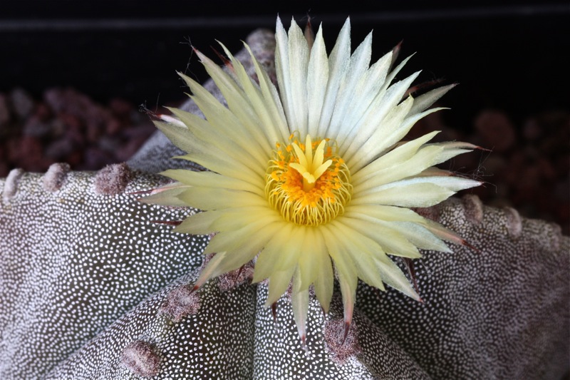 Astrophytum myriostigma v. strongylogonum 