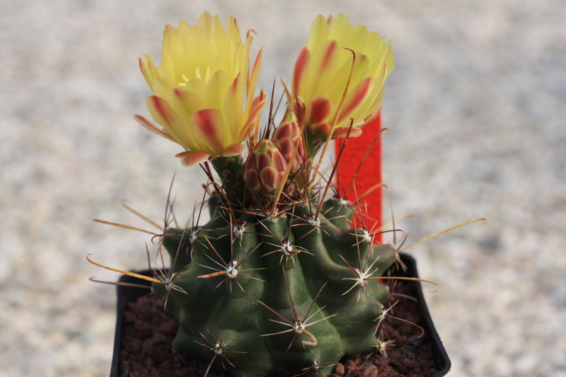 Ferocactus hamatacanthus ssp. sinuatus GL 152