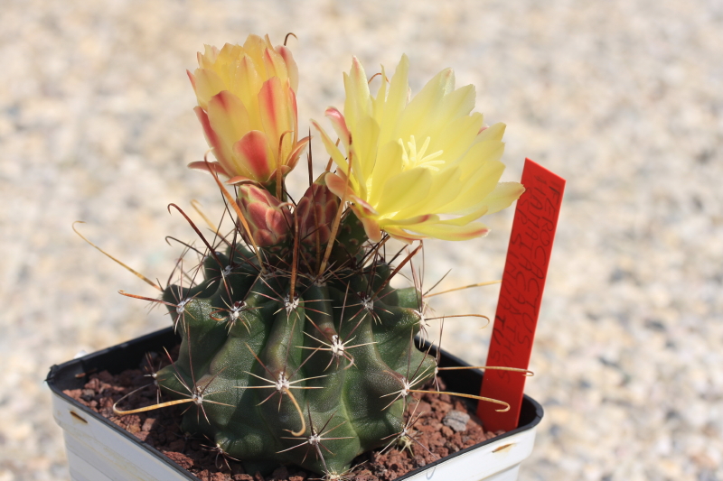 Ferocactus hamatacanthus ssp. sinuatus GL 152