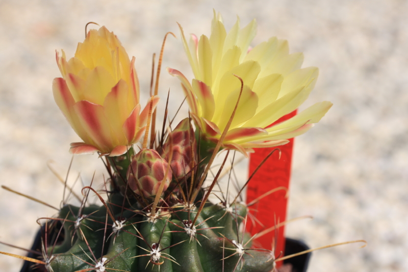 Ferocactus hamatacanthus ssp. sinuatus GL 152