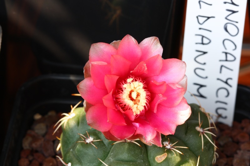 Gymnocalycium baldianum 