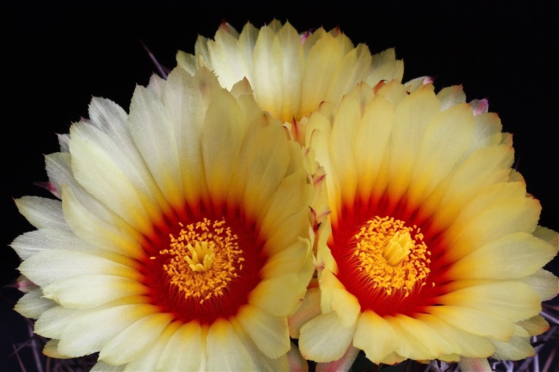 Astrophytum capricorne v. senile 