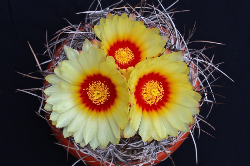 Astrophytum capricorne v. senile 