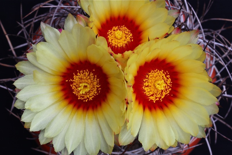 Astrophytum capricorne v. senile 