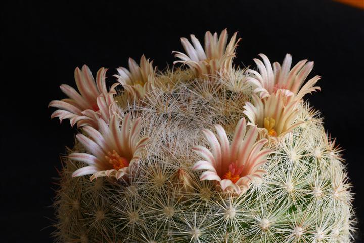 Mammillaria candida v. rosea 