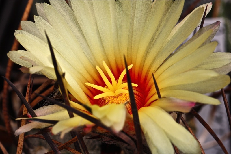 Astrophytum capricorne v. niveum 