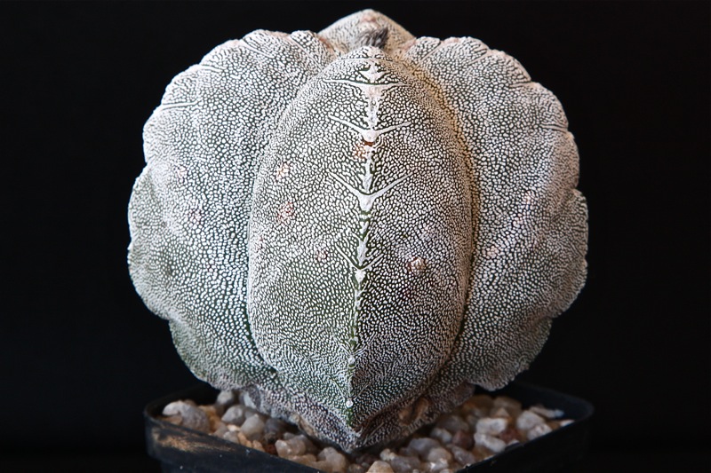 Astrophytum myriostigma cv. onzuka 