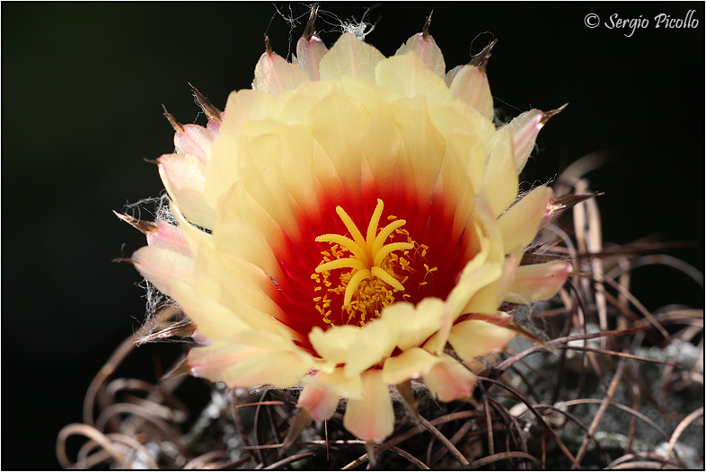 Astrophytum capricorne 