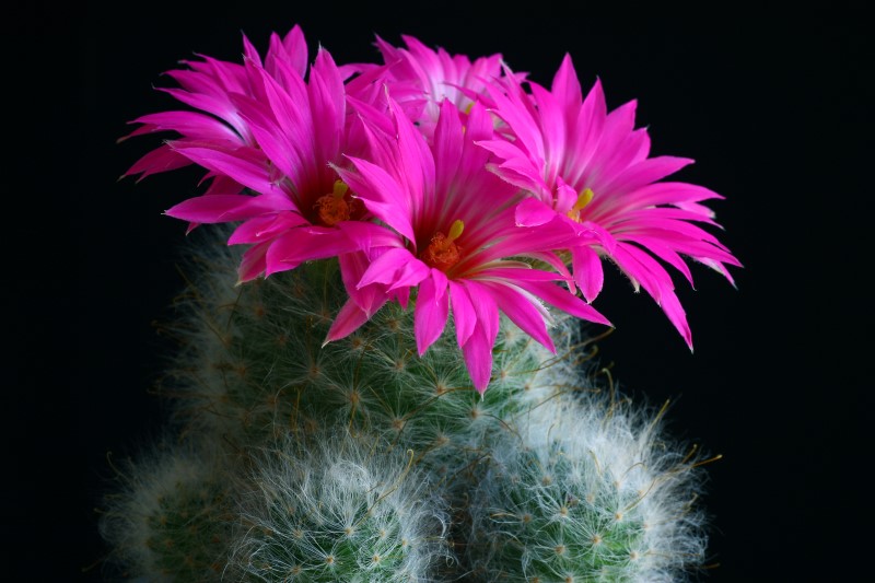 Mammillaria guelzowiana v. robustior 