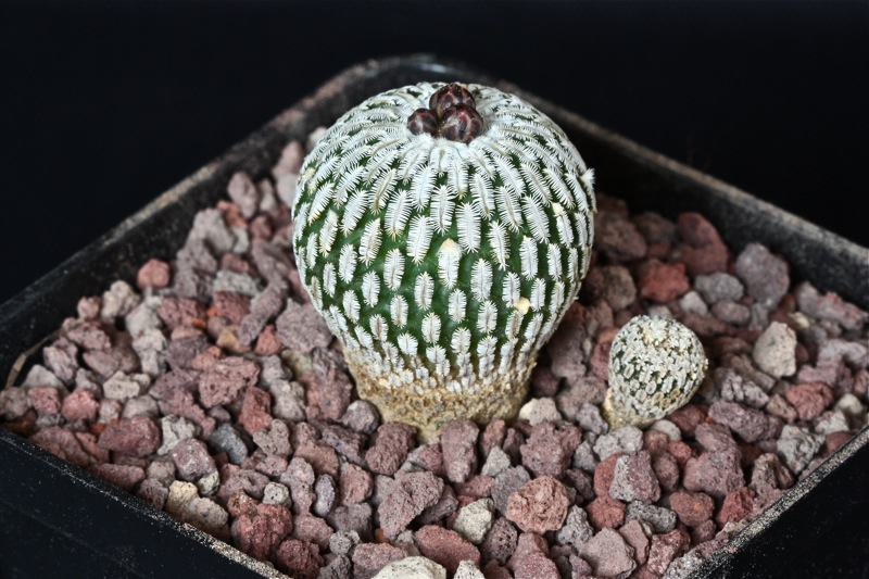 Turbinicarpus pseudopectinatus 