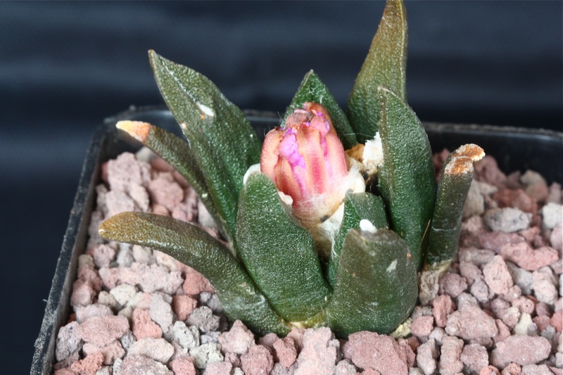 Ariocarpus agavoides x fissuratus 