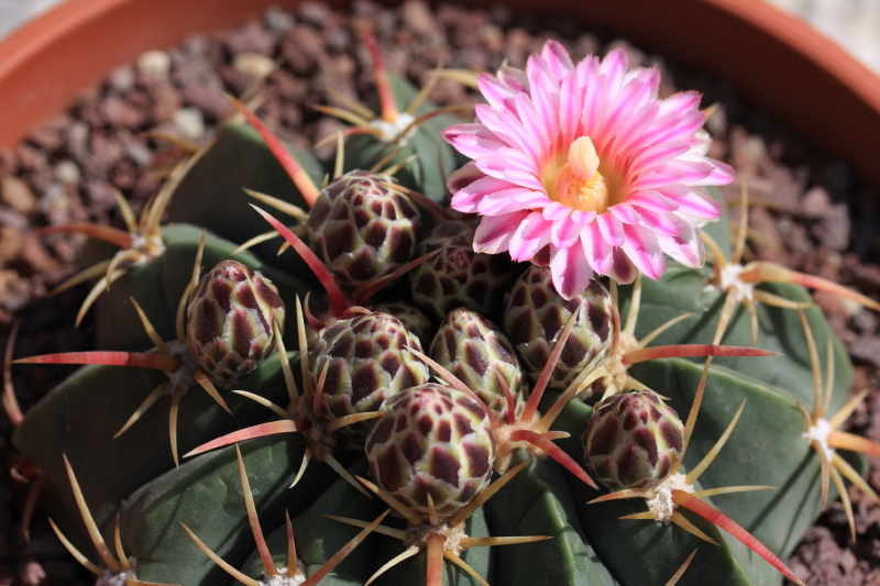 Ferocactus macrodiscus 