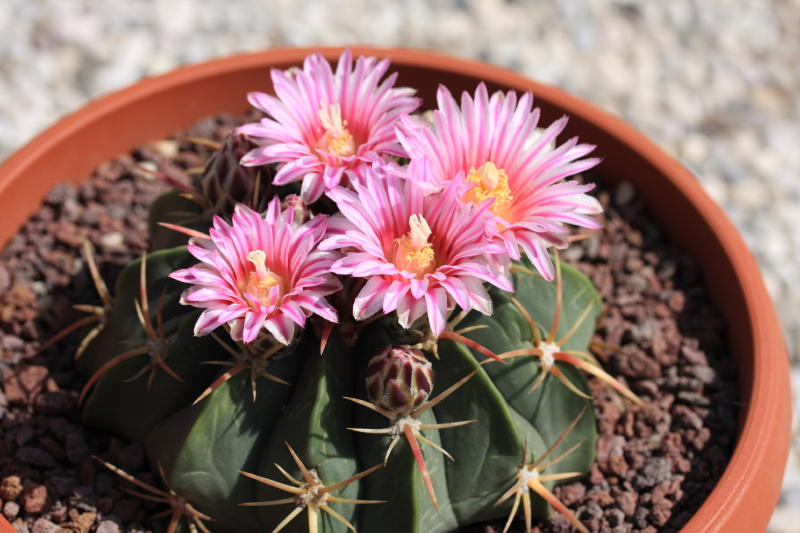 Ferocactus macrodiscus 