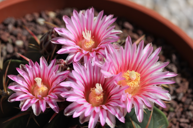 Ferocactus macrodiscus 