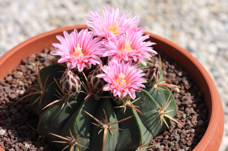 Ferocactus macrodiscus 