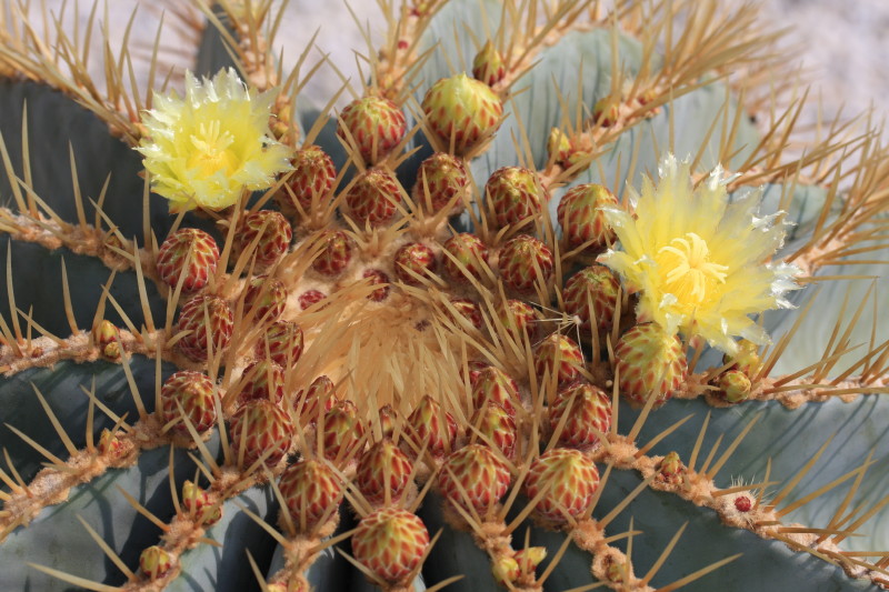 Ferocactus glaucescens 