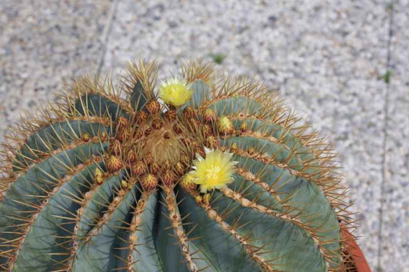 Ferocactus glaucescens 