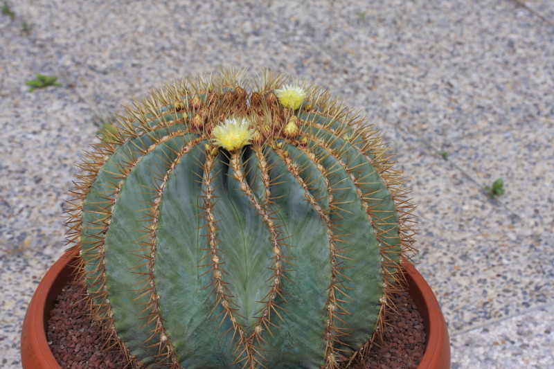 Ferocactus glaucescens 