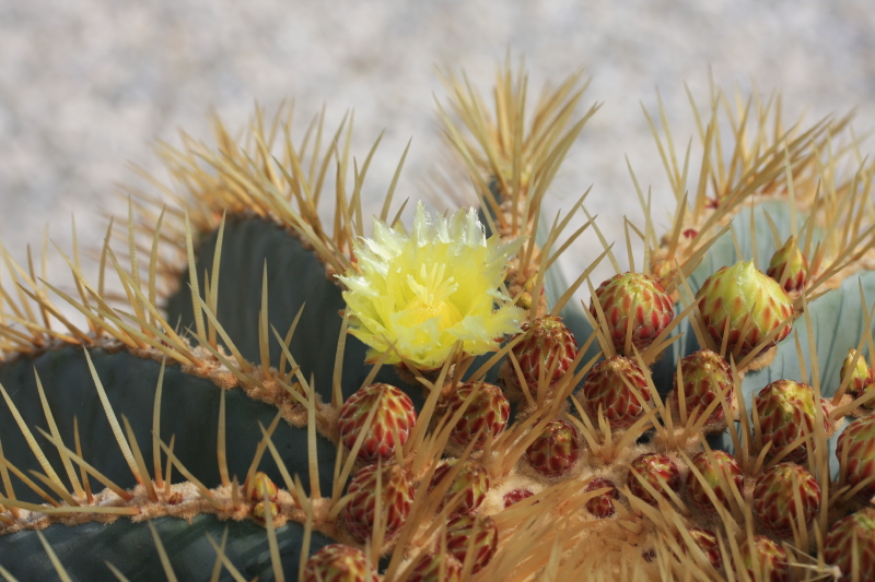 Ferocactus glaucescens 