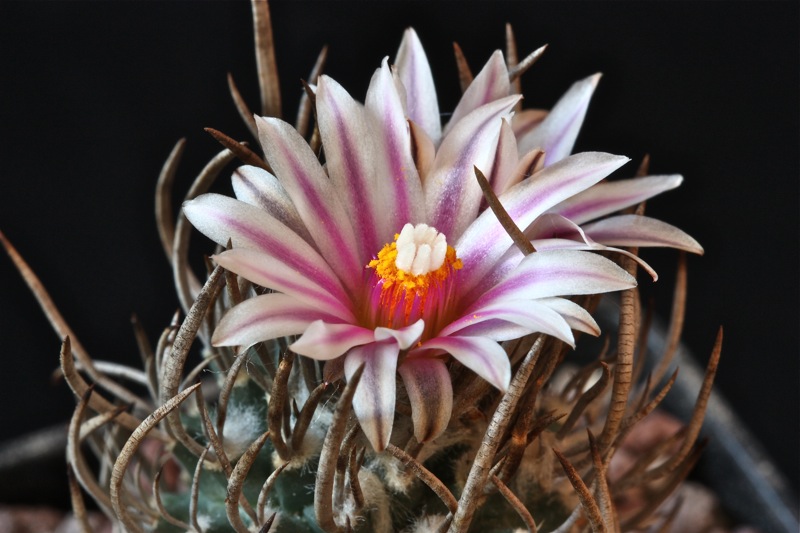 Turbinicarpus schmiedickeanus 