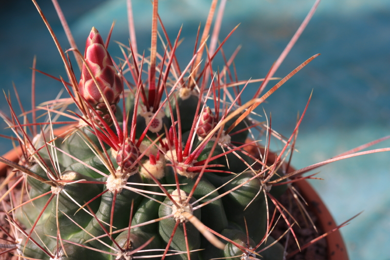 Ferocactus hamatacanthus 