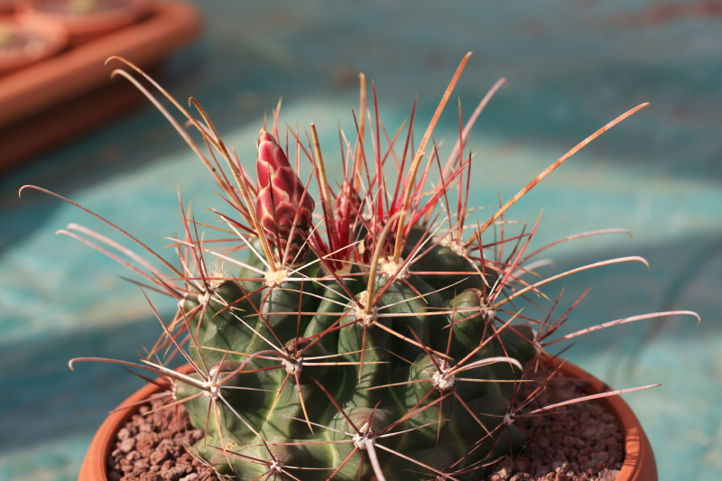 Ferocactus hamatacanthus 