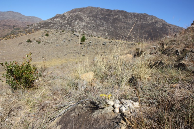 Pachypodium brevicaule 