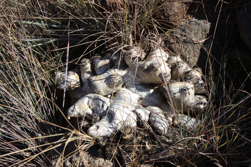 Pachypodium brevicaule 