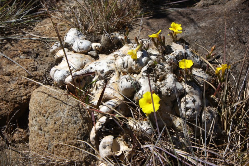 Pachypodium brevicaule 