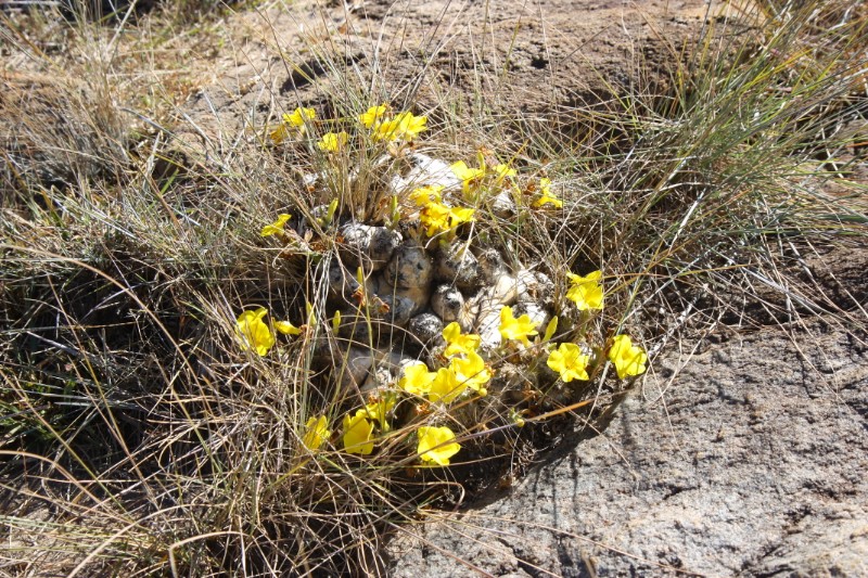Pachypodium brevicaule 