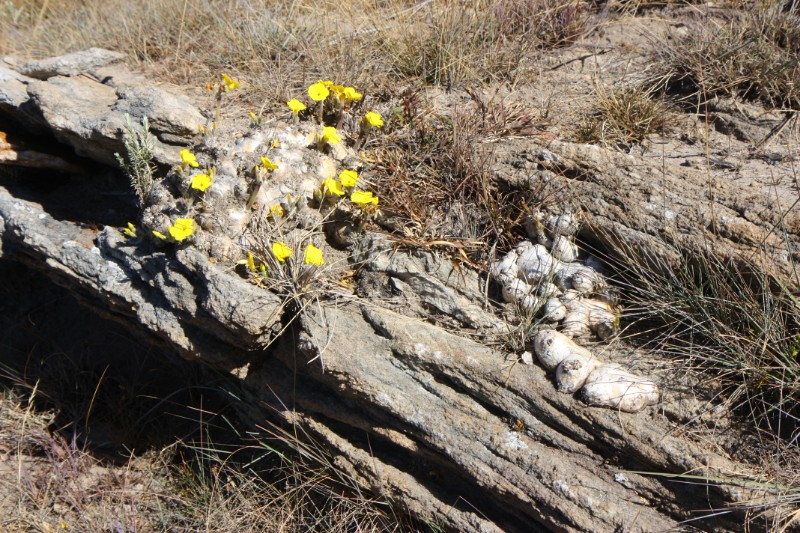 Pachypodium brevicaule 