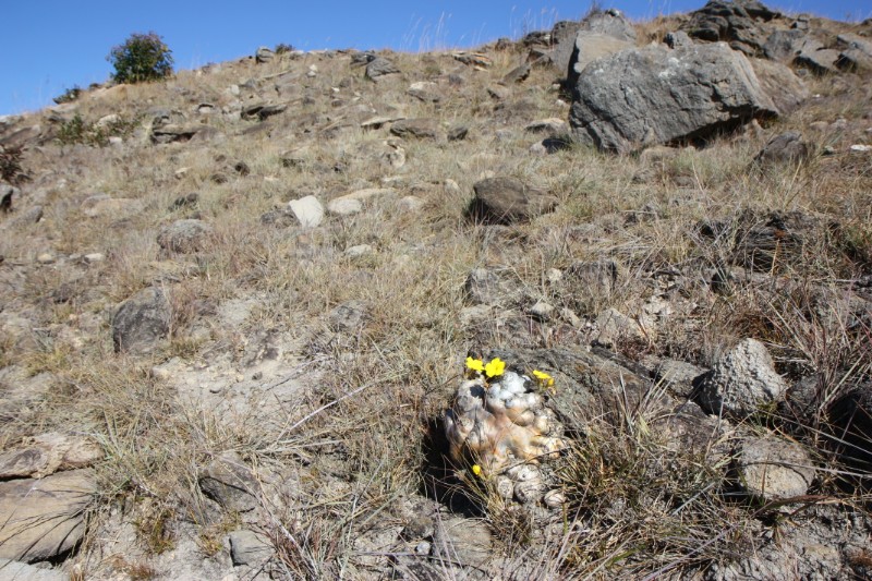 Pachypodium brevicaule 