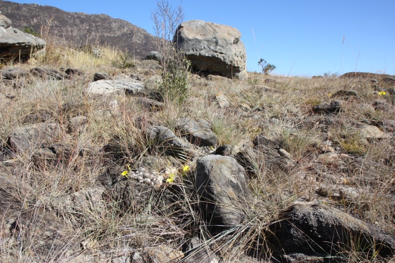 Pachypodium brevicaule 