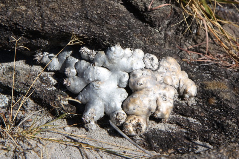 Pachypodium brevicaule 