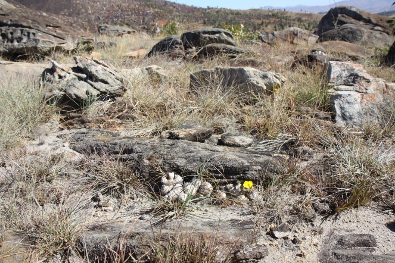 Pachypodium brevicaule 
